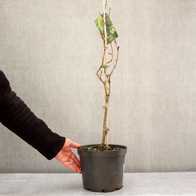 Fagus sylvatica Dawyck Gold - Faggio fastigiato dorato Vaso da 4L/5L esemplare consegnato in inverno