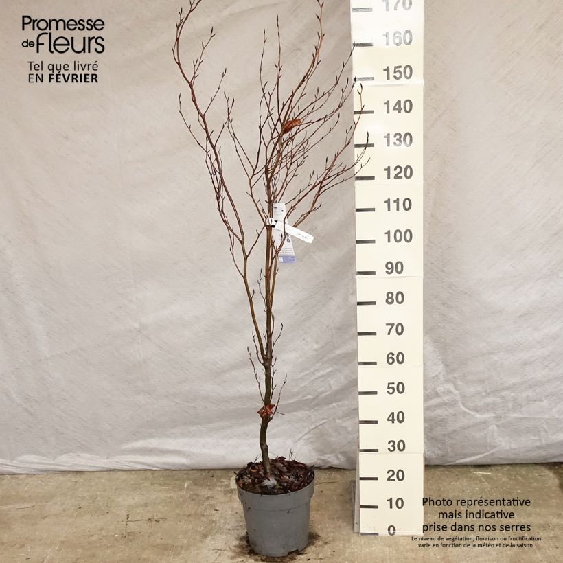 Fagus sylvatica Dawyck - Faggio fastigiato Vaso da 4L/5L esemplare consegnato in inverno