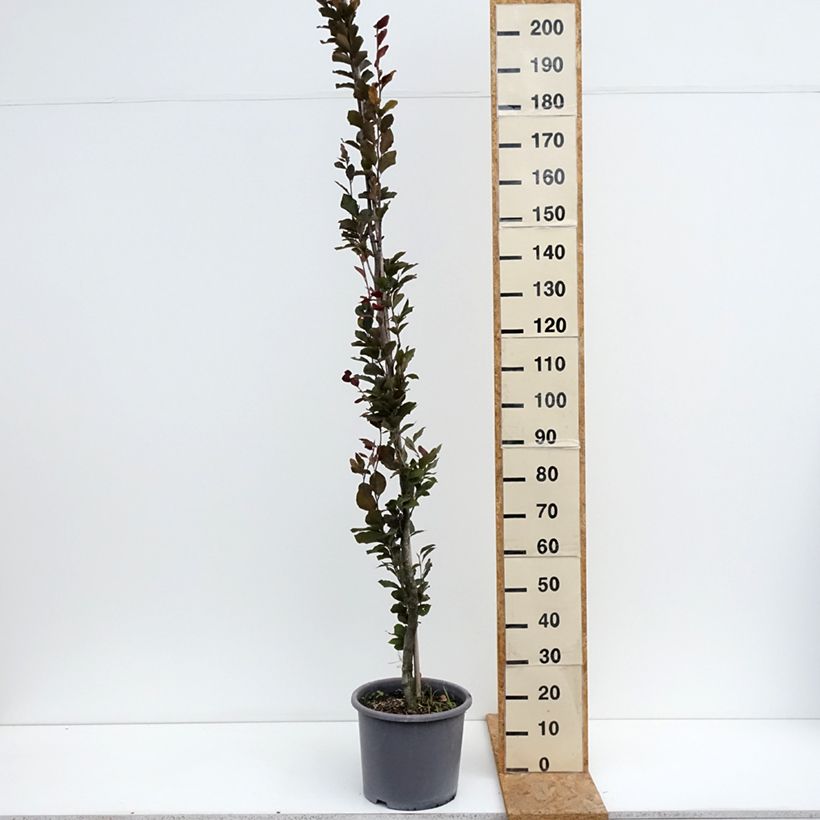 Esemplare di Fagus sylvatica Dawyck Purple - Faggio fastigiato Vaso da 12L/15L consegnato in estate