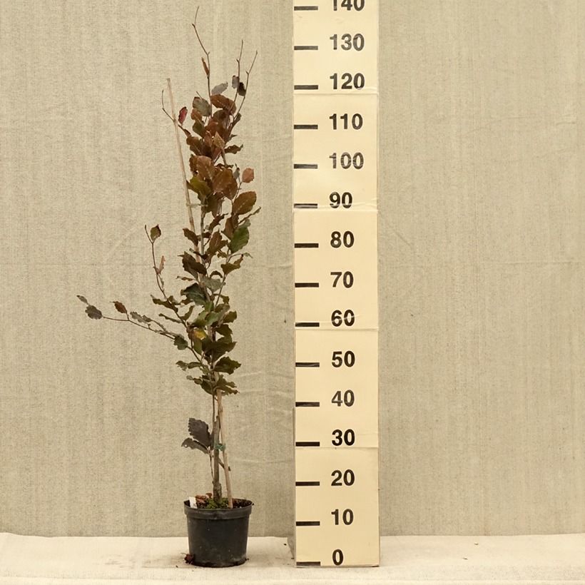 Esemplare di Fagus sylvatica Dawyck Purple - Faggio fastigiato Vaso da 2L/3L come consegnato in autunno
