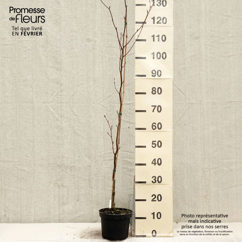 Fagus sylvatica Dawyck Purple - Faggio fastigiato Vaso da 2L/3L esemplare consegnato in inverno