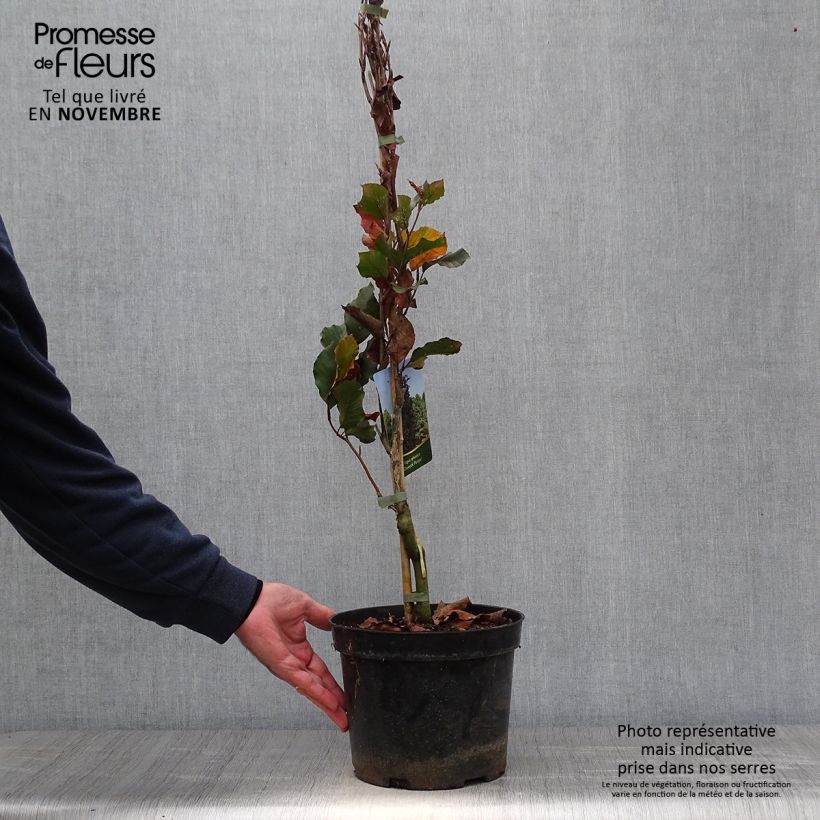 Esemplare di Fagus sylvatica Dawyck Purple - Faggio fastigiato Vaso da 4L/5L come consegnato in autunno