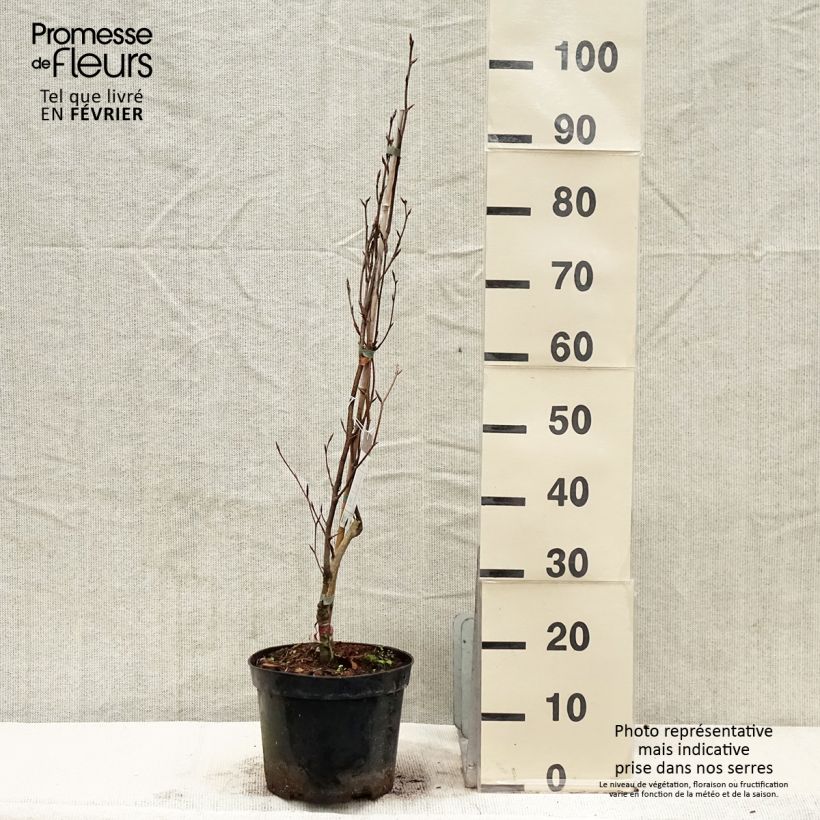 Fagus sylvatica Dawyck Purple - Faggio fastigiato Vaso da 4L/5L esemplare consegnato in inverno