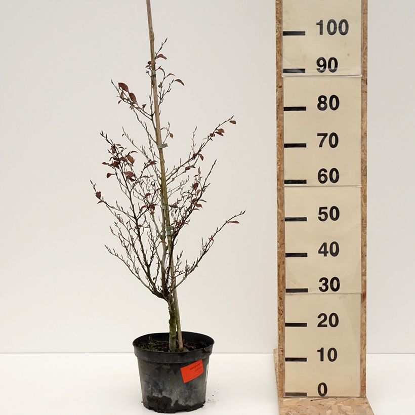 Fagus sylvatica Felderbach - Faggio nano Vaso da 4L/5L esemplare consegnato in inverno