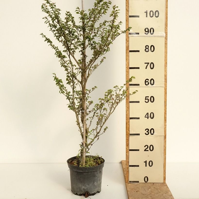 Esemplare di Fagus sylvatica Felderbach - Faggio nano Vaso da 4L/5L consegnato in estate