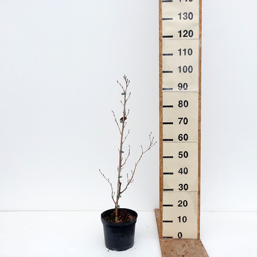 Fagus sylvatica Interrupta - Faggio Vaso da 4L/5L esemplare consegnato in inverno