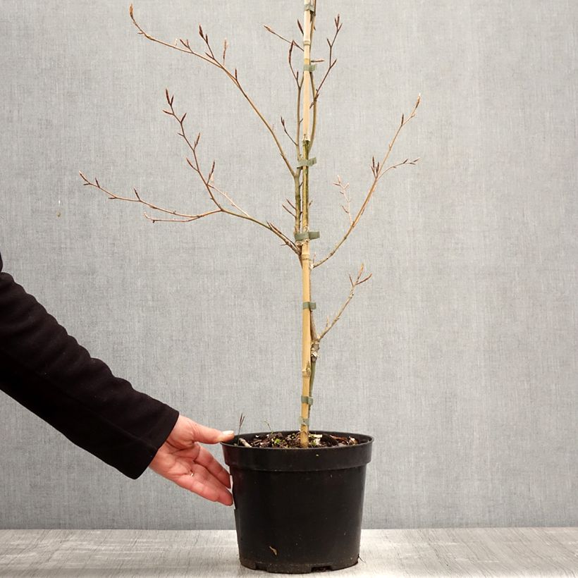 Fagus sylvatica Marmor Star - Faggio Vaso da 4L/5L esemplare consegnato in primavera