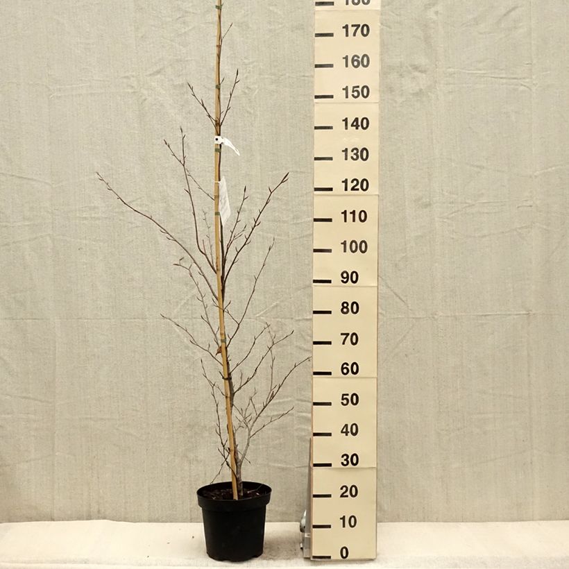 Fagus sylvatica Midnight Feather - Faggio Vaso da 4L/5L esemplare consegnato in primavera