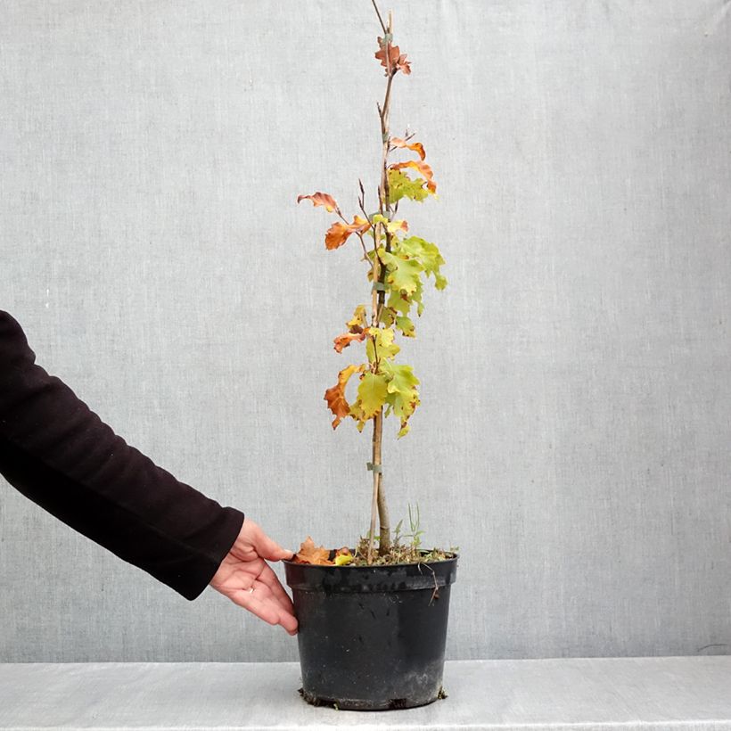 Esemplare di Fagus sylvatica Rohan Gold - Faggio Vaso da 4L/5L come consegnato in autunno