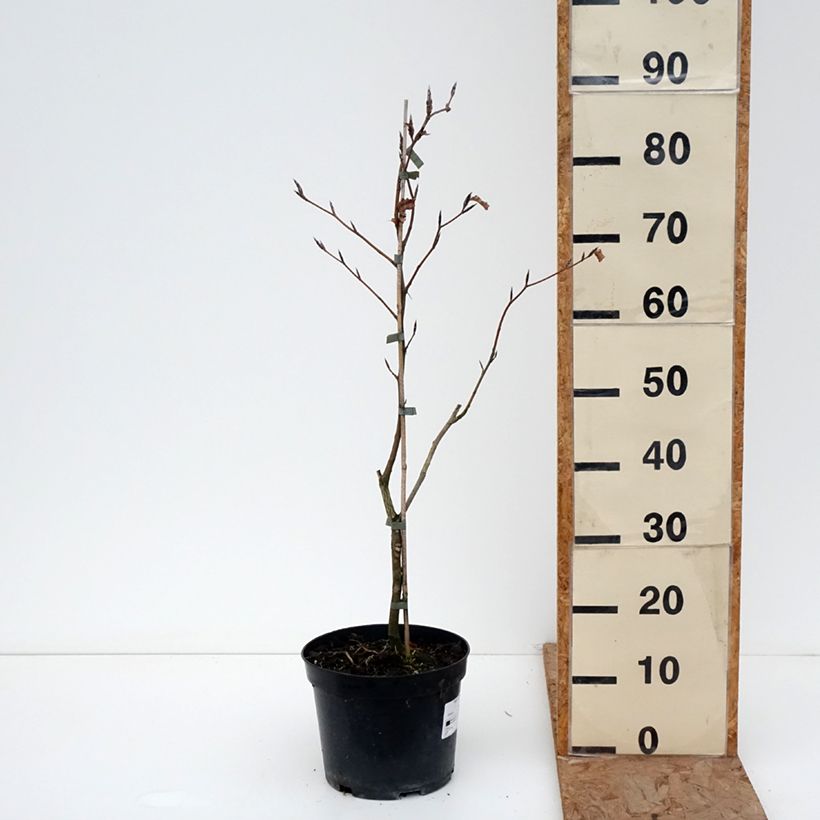 Fagus sylvatica Rohan Gold - Faggio Vaso da 4L/5L esemplare consegnato in inverno