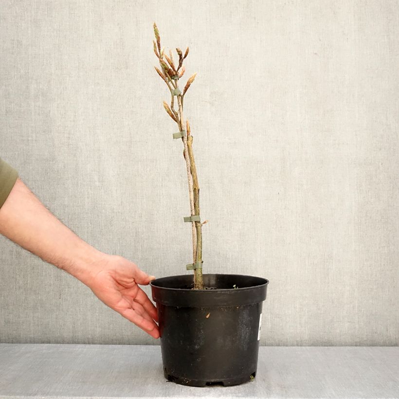 Fagus sylvatica Rohan Gold - Faggio Vaso da 4L/5L esemplare consegnato in primavera
