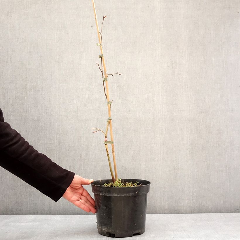 Fagus sylvatica Rohan Green Weeping - Faggio Vaso da 4L/5L esemplare consegnato in inverno