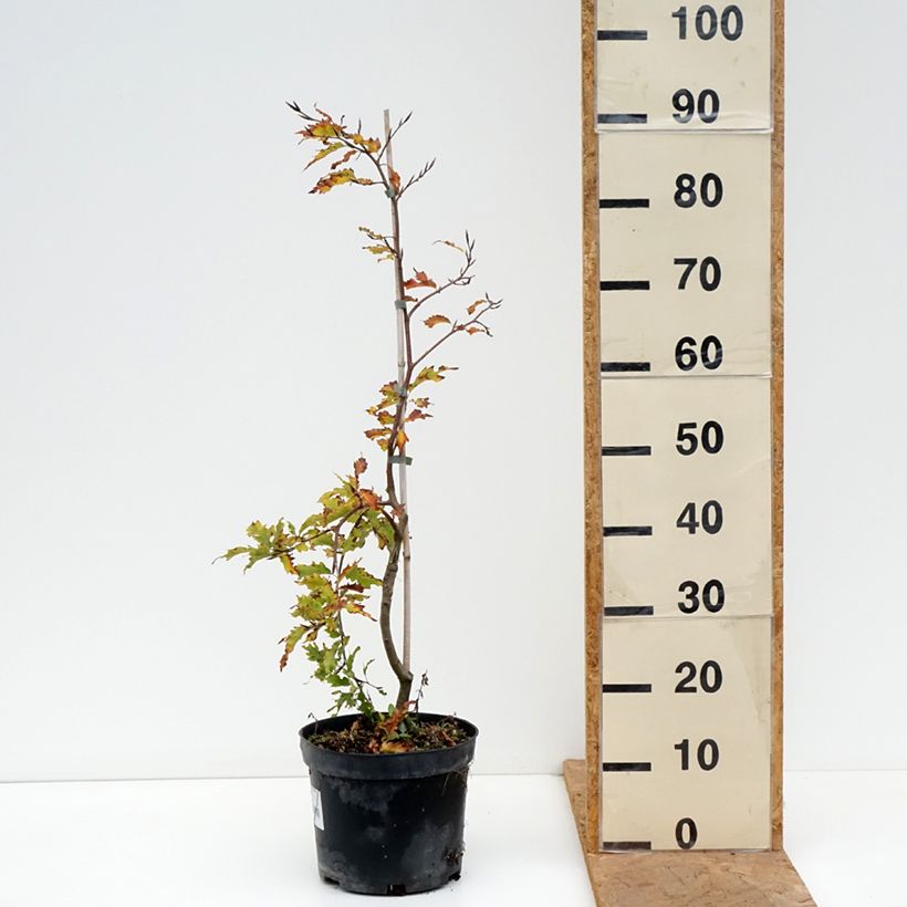 Esemplare di Fagus sylvatica Rohan Green Weeping - Faggio Vaso da 4L/5L come consegnato in autunno