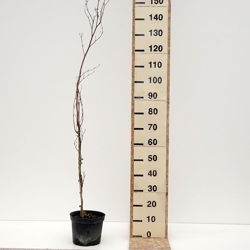 Fagus sylvatica Rohan Minaret - Faggio ramato colonnare Vaso da 4L/5L esemplare consegnato in inverno