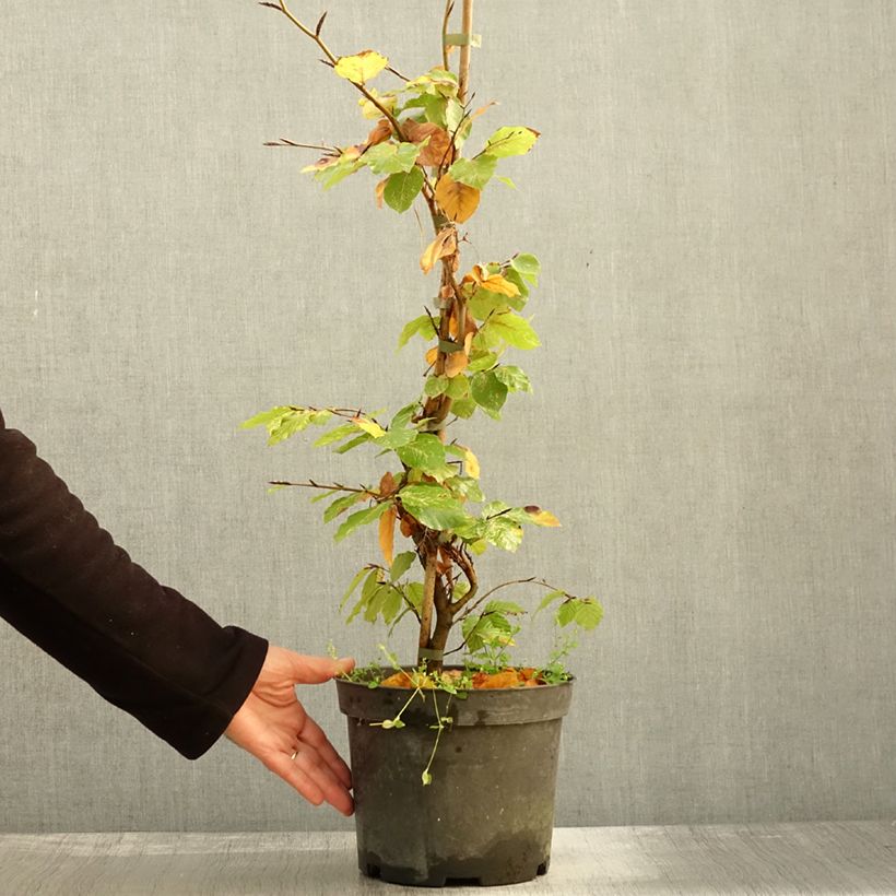 Esemplare di Fagus sylvatica Rolf Marquardt - Faggio Vaso da 4L/5L come consegnato in autunno