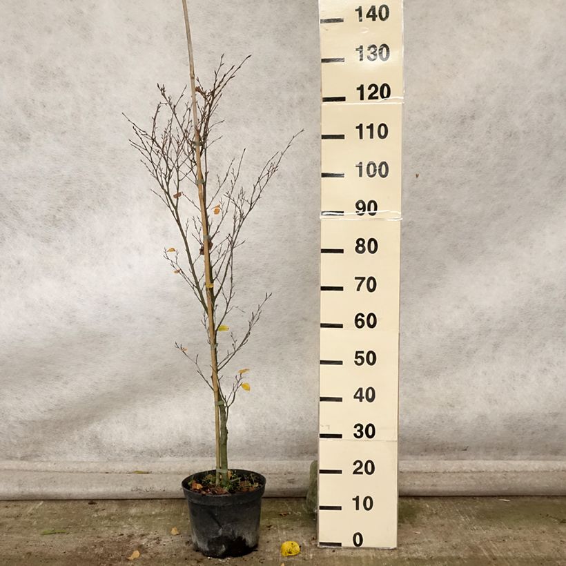 Esemplare di Fagus sylvatica Rotundifolia - Faggio Vaso da 4L/5L come consegnato in autunno