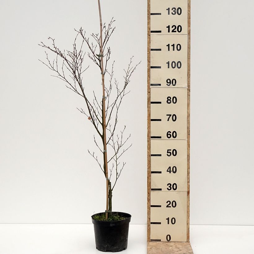 Fagus sylvatica Rotundifolia - Faggio Vaso da 4L/5L esemplare consegnato in inverno