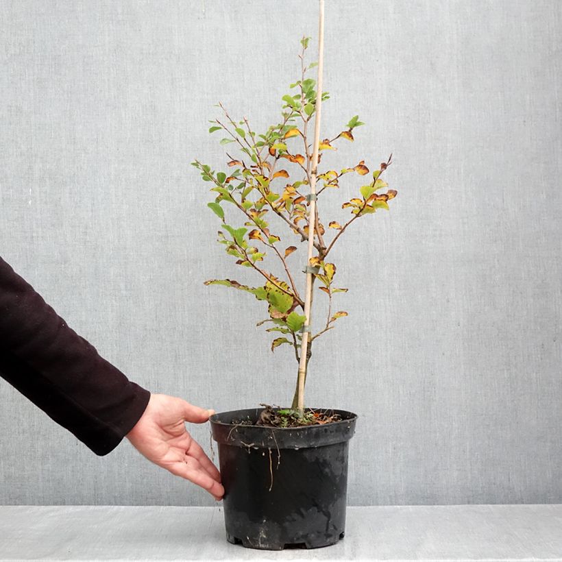 Esemplare di Fagus sylvatica Skrzat - Faggio nano Vaso da 4L/5L come consegnato in autunno