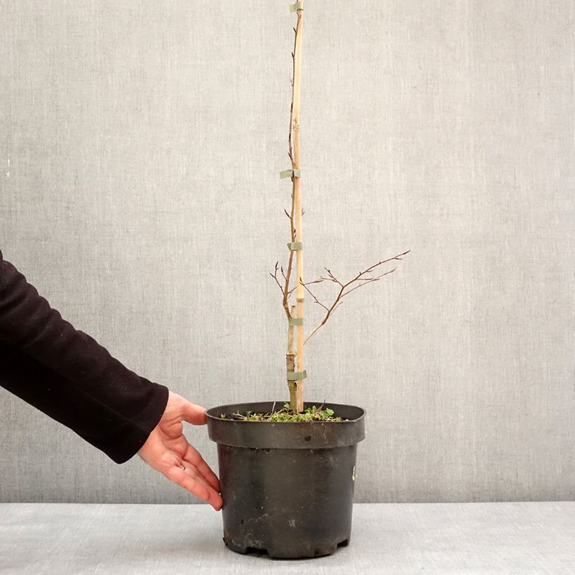 Fagus sylvatica Skrzat - Faggio nano Vaso da 4L/5L esemplare consegnato in inverno