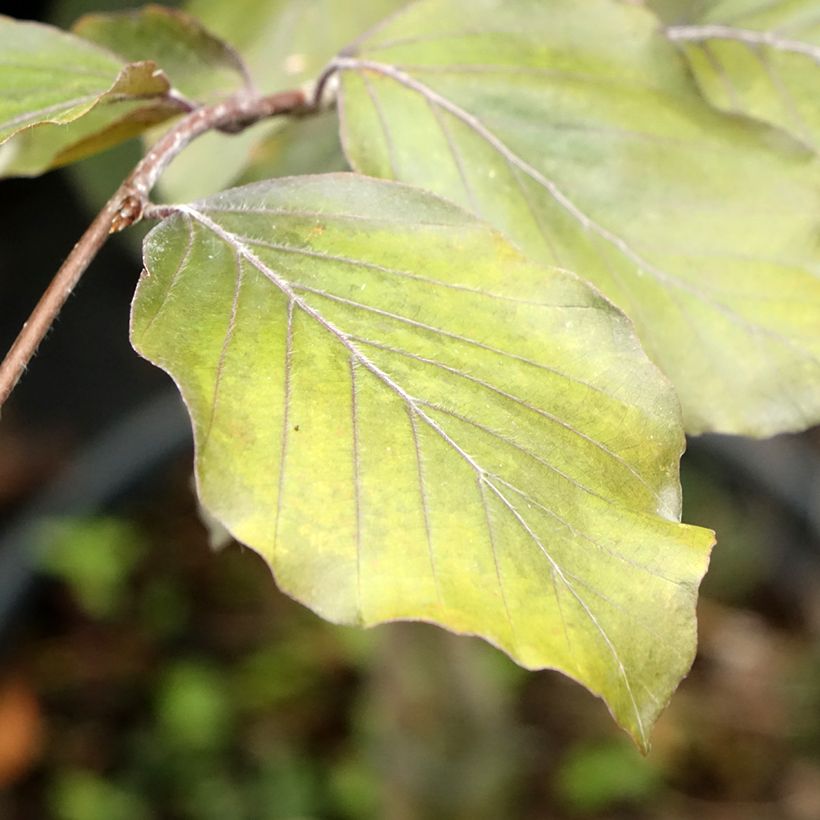 Fagus sylvatica Swat Magret - Faggio (Fogliame)