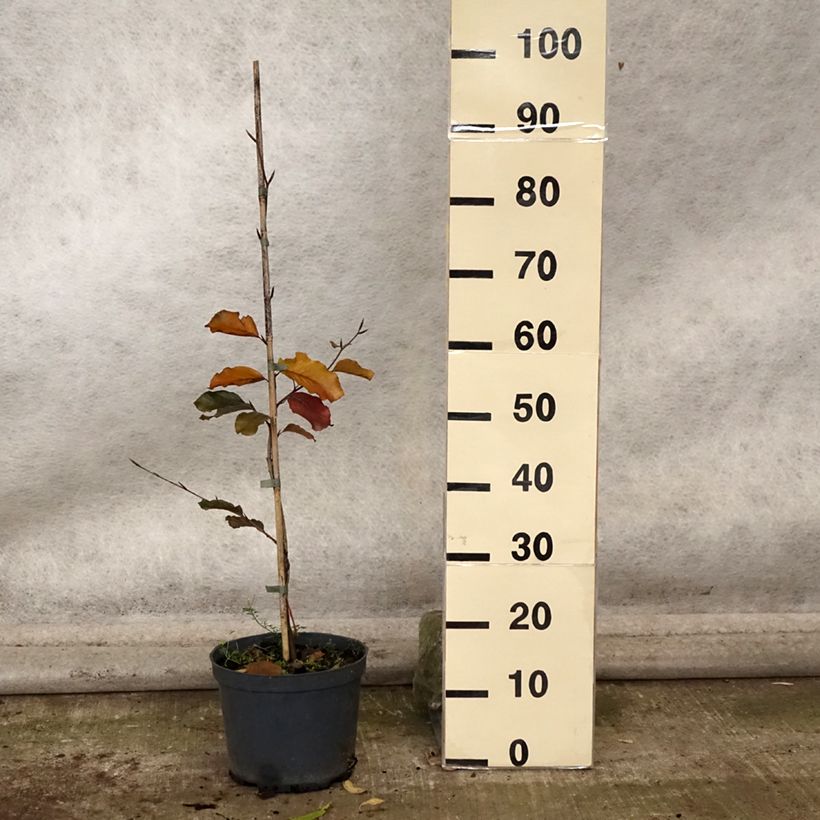 Esemplare di Fagus sylvatica Swat Magret - Faggio Vaso da 4L/5L come consegnato in autunno