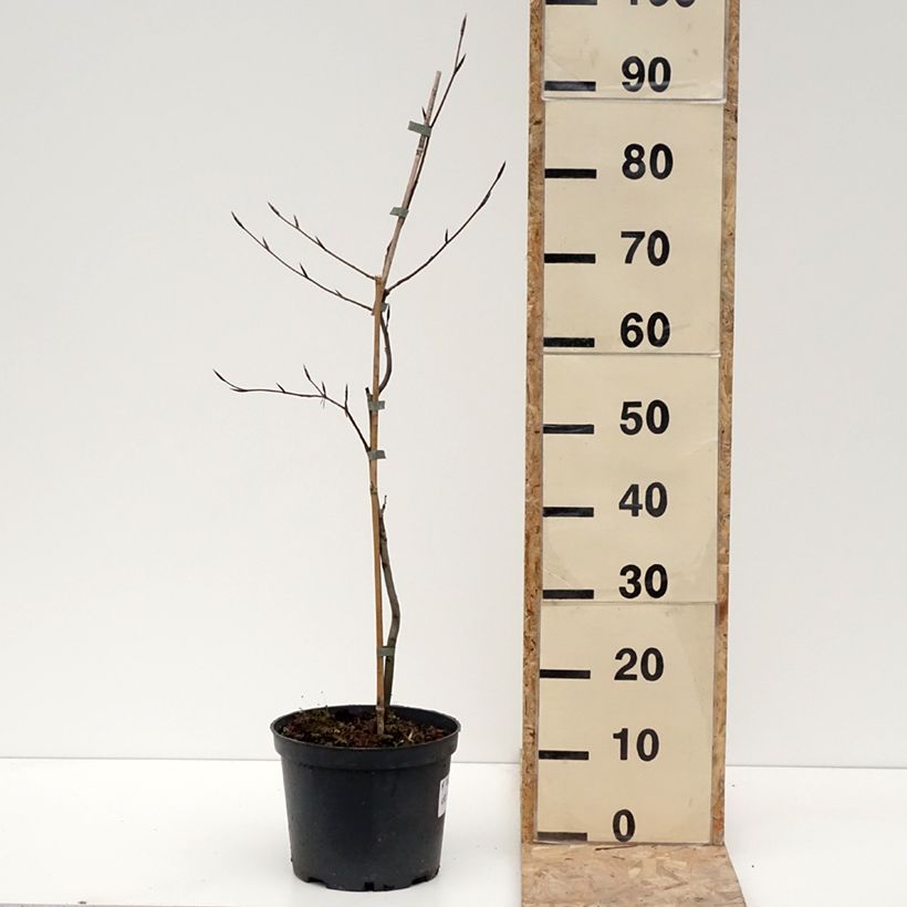 Fagus sylvatica Swat Magret - Faggio Vaso da 4L/5L esemplare consegnato in inverno