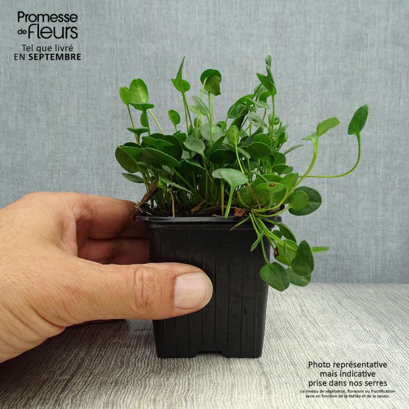 Esemplare di Falkia repens Vasetto da 8/9 cm come consegnato in autunno