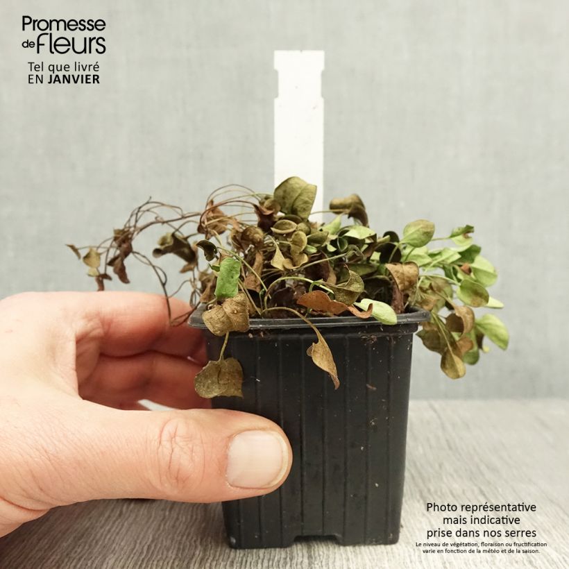 Falkia repens Vasetto da 8/9 cm esemplare consegnato in inverno