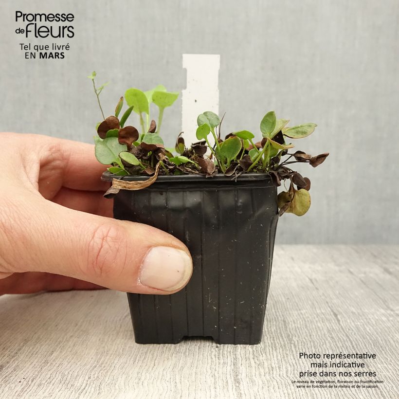 Falkia repens Vasetto da 8/9 cm esemplare consegnato in primavera