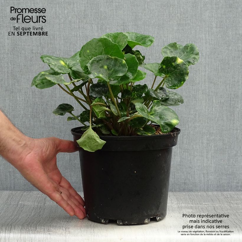 Esemplare di Farfugium japonicum Aureomaculatum Vaso da 3L/4L come consegnato in autunno