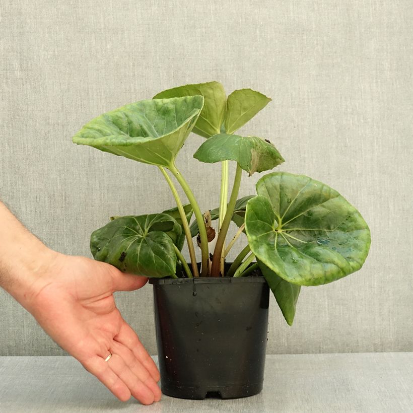 Esemplare di Farfugium japonicum Gigantea Vaso da 2L/3L consegnato in estate