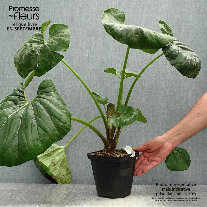 Esemplare di Farfugium japonicum Gigantea Vaso da 3L/4L come consegnato in autunno