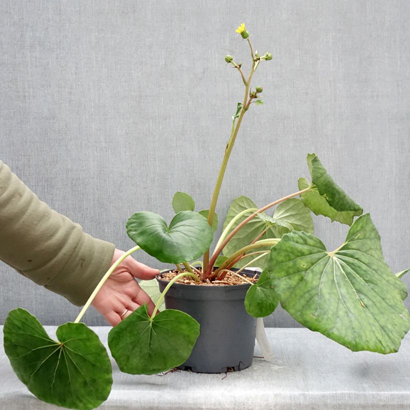 Farfugium japonicum Vaso da 3L/4L esemplare consegnato in inverno