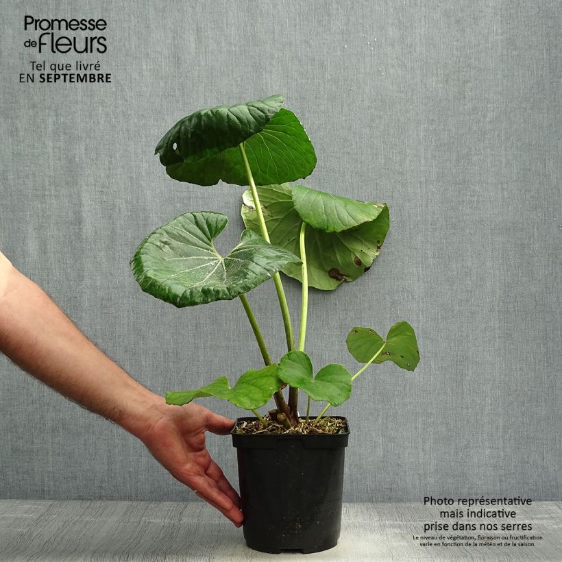 Esemplare di Farfugium japonicum Vaso da 3L/4L come consegnato in autunno