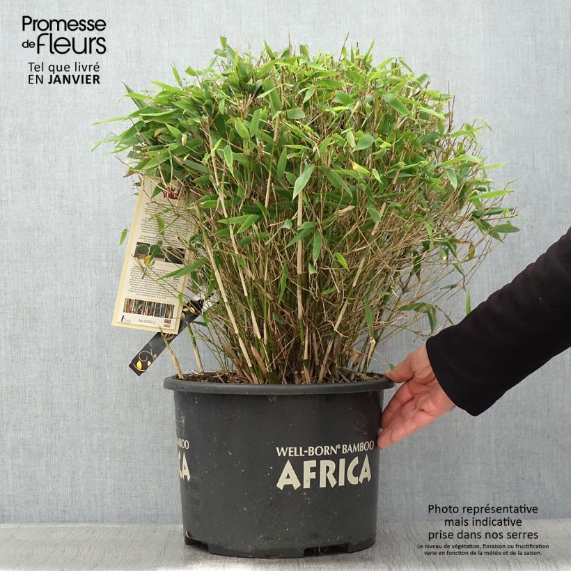 Fargesia Moontears Vaso da 12L/15L esemplare consegnato in inverno