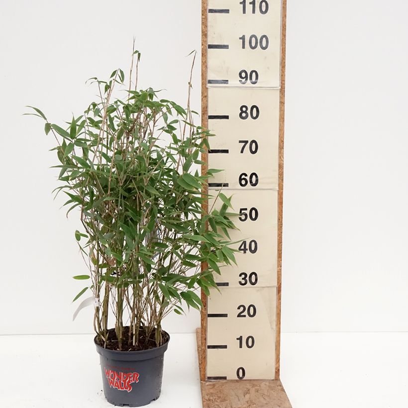 Fargesia murielae Blue Lizard Vaso da 4L/5L esemplare consegnato in inverno