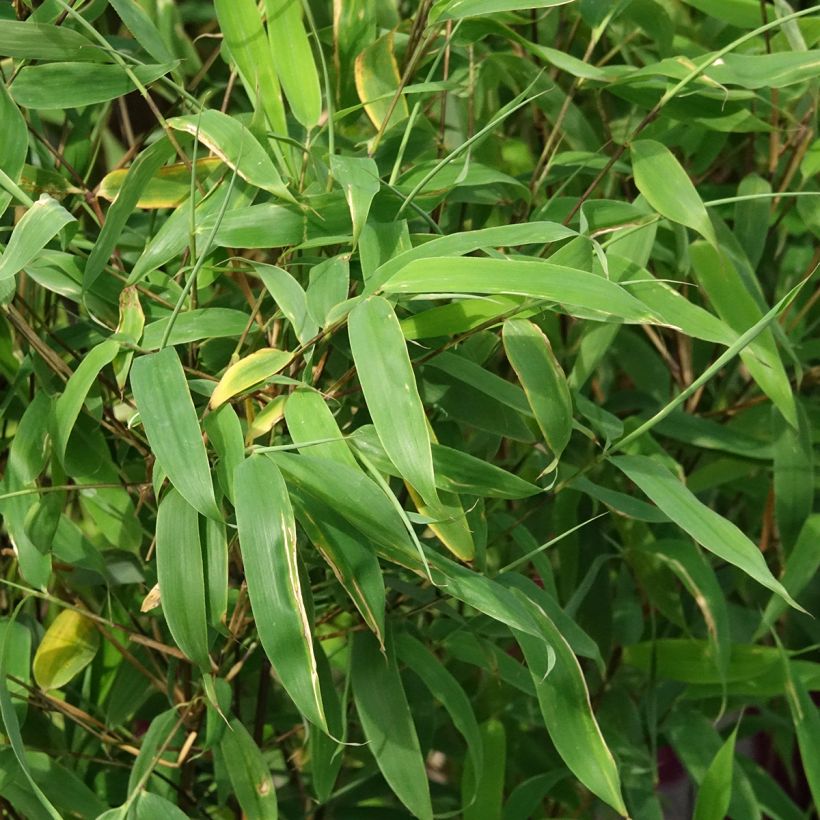 Fargesia murielae Violet Woods (Fogliame)