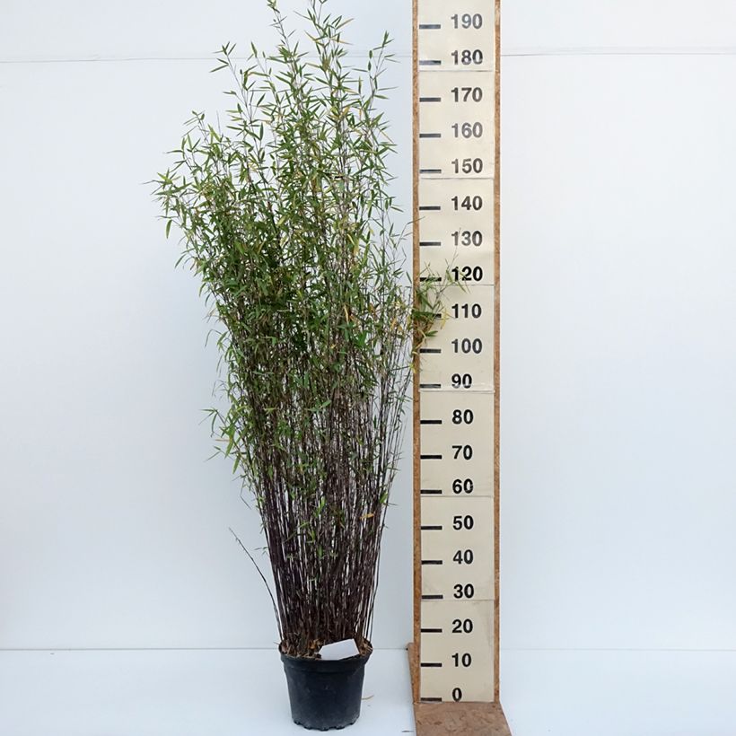 Esemplare di Fargesia nitida Gansu Vaso da 7,5L/10L come consegnato in autunno