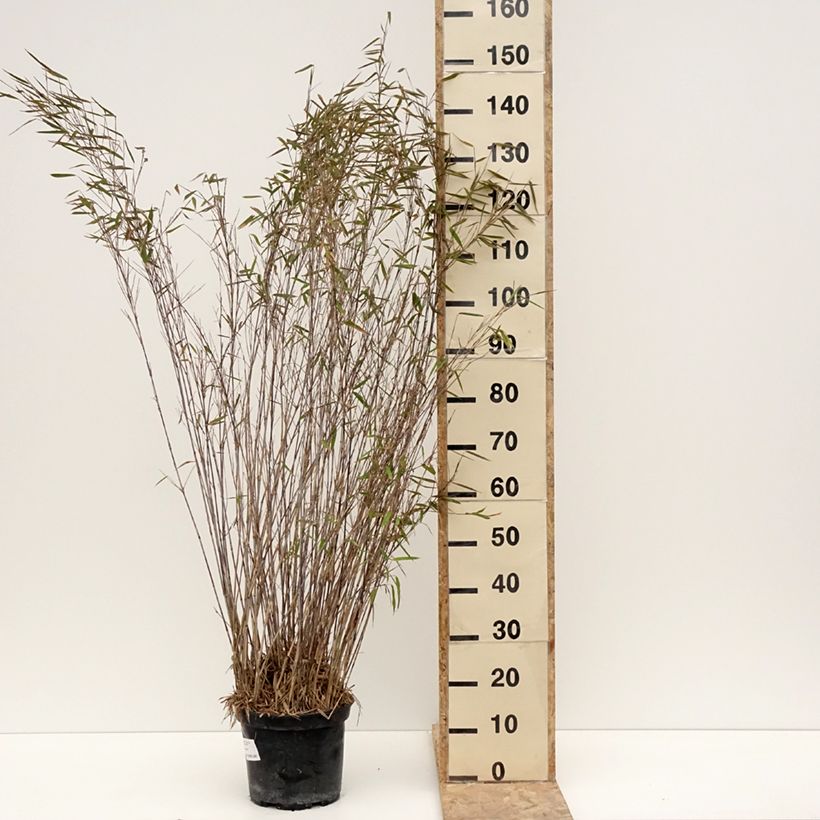 Fargesia nitida Gansu Vaso da 7,5L/10L esemplare consegnato in inverno