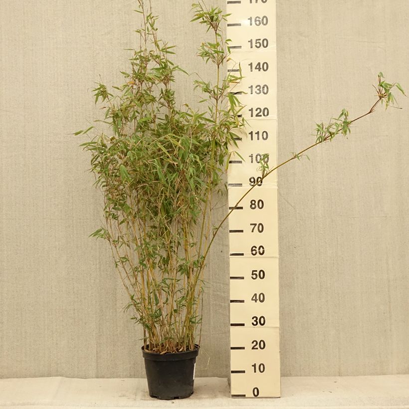Esemplare di Fargesia Obelisk Vaso da 7,5L/10L consegnato in estate