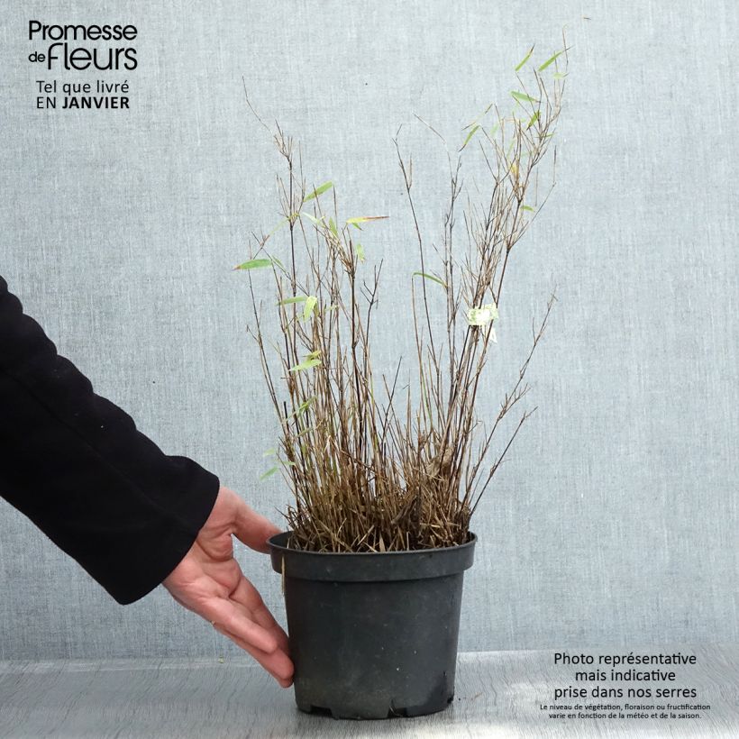 Fargesia nitida Red Dragon Vaso da 2L/3L esemplare consegnato in inverno