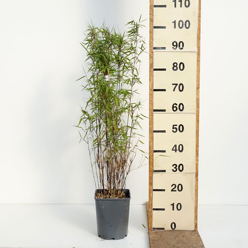 Fargesia nitida Trifina Black Vaso da 4L/5L esemplare consegnato in primavera