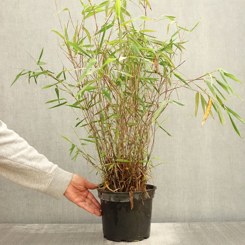 Esemplare di Fargesia papyrifera Blue Dragon Vaso da 4L/5L come consegnato in autunno