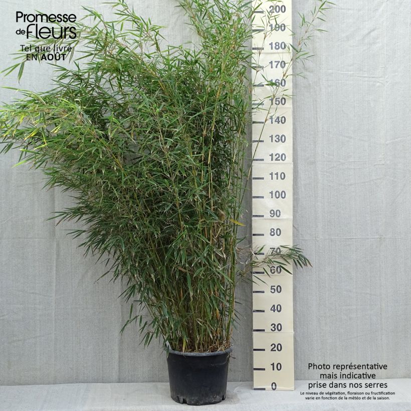 Esemplare di Fargesia robusta - Bambou non traçant Pot de 18L/20L consegnato in estate