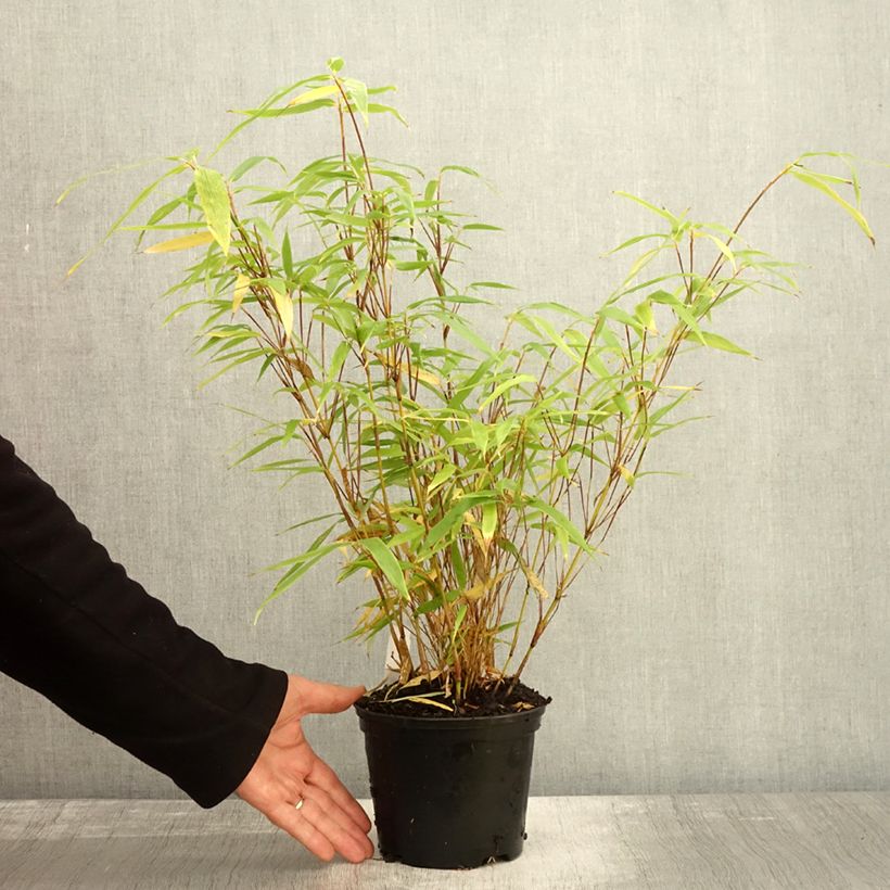Esemplare di Fargesia robusta Formidable Vaso da 1,5L/2L come consegnato in autunno