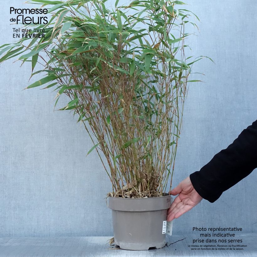 Fargesia robusta Formidable Vaso da 4L/5L esemplare consegnato in inverno