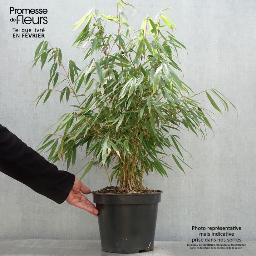 Fargesia robusta Pingwu Vaso da 7,5L/10L esemplare consegnato in inverno