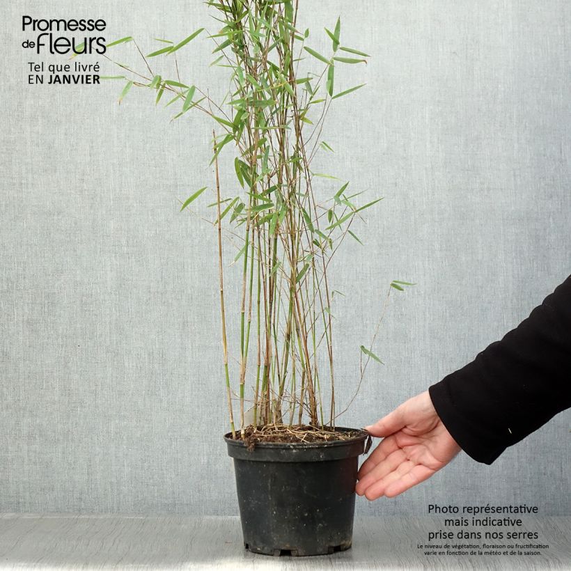 Fargesia sp Jiuzhaigou Deep Purple Vaso da 2L/3L esemplare consegnato in inverno