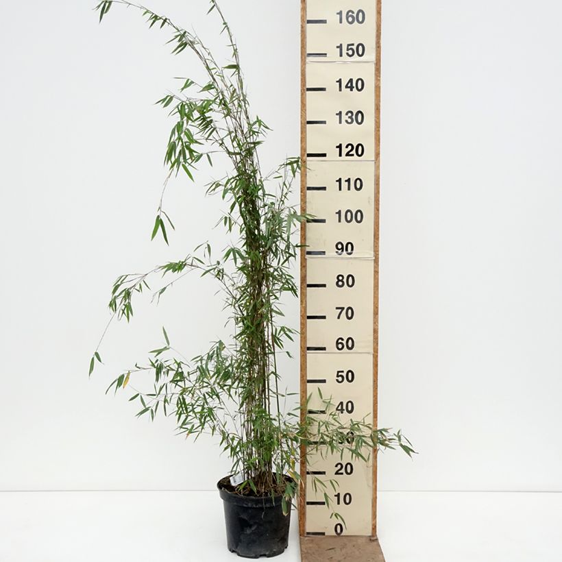 Fargesia sp Jiuzhaigou Deep Purple Vaso da 2L/3L esemplare consegnato in primavera