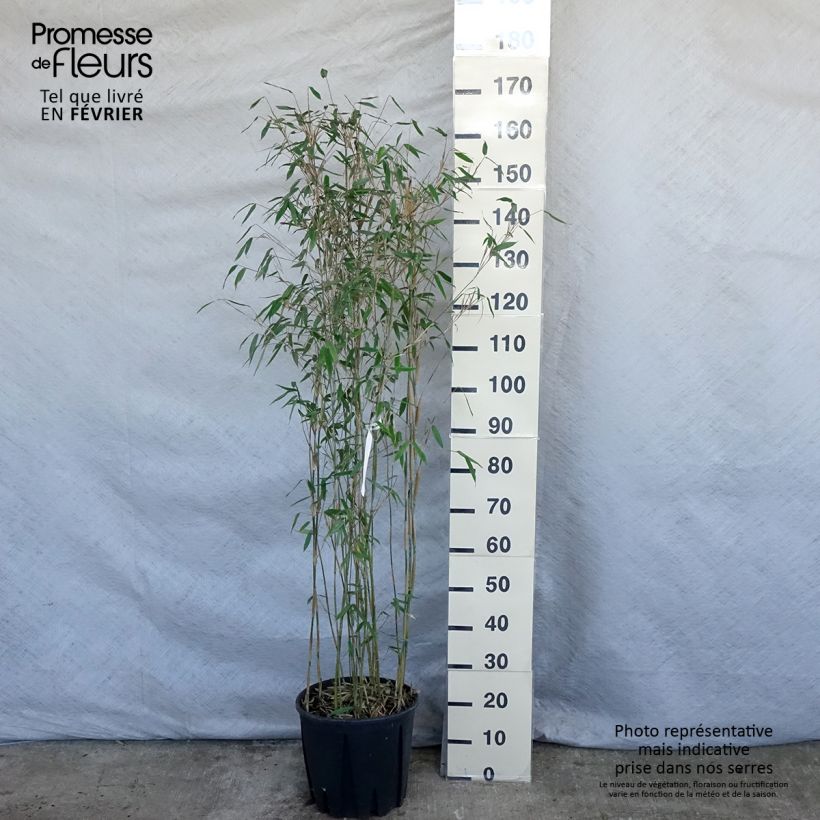 Fargesia Viking Vaso da 12L/15L esemplare consegnato in inverno